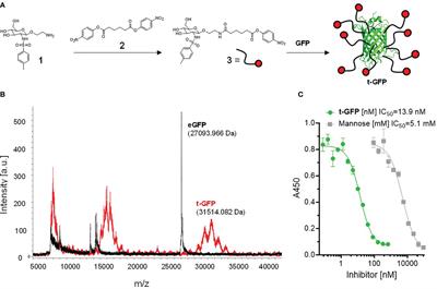 Specific Protein Antigen Delivery to Human Langerhans Cells in Intact Skin